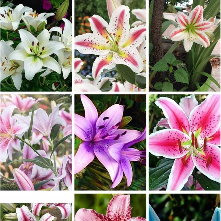 100 sementes de lírios pra fazer mudas