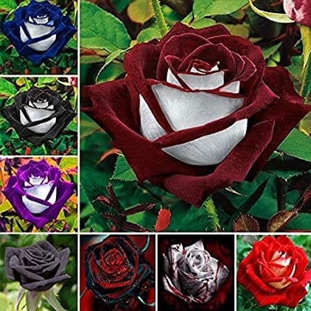 600 sementes de rosas coloridas pra fazer mudas y2 ll