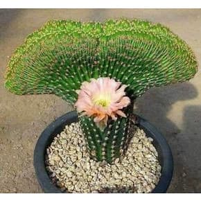 20 sements cacto rabo de baleia frete rápido r4 pra fazer muda II