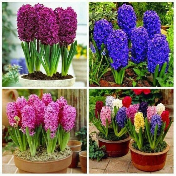 Sementes Jacinto sortidos mix de especies com manual de cultivo Premium