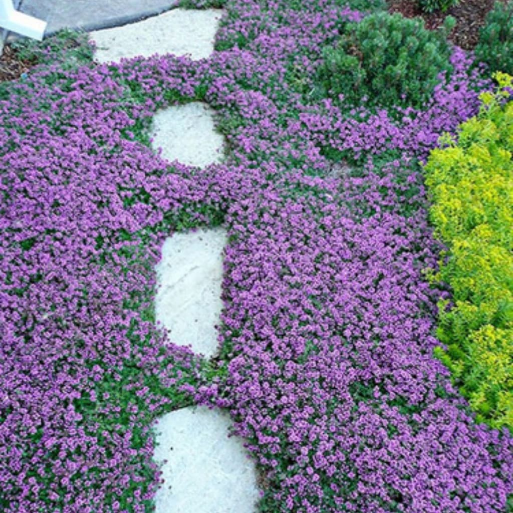 Grama Roxa Thymus Tomilho 1000 Sementes Para Mudas
