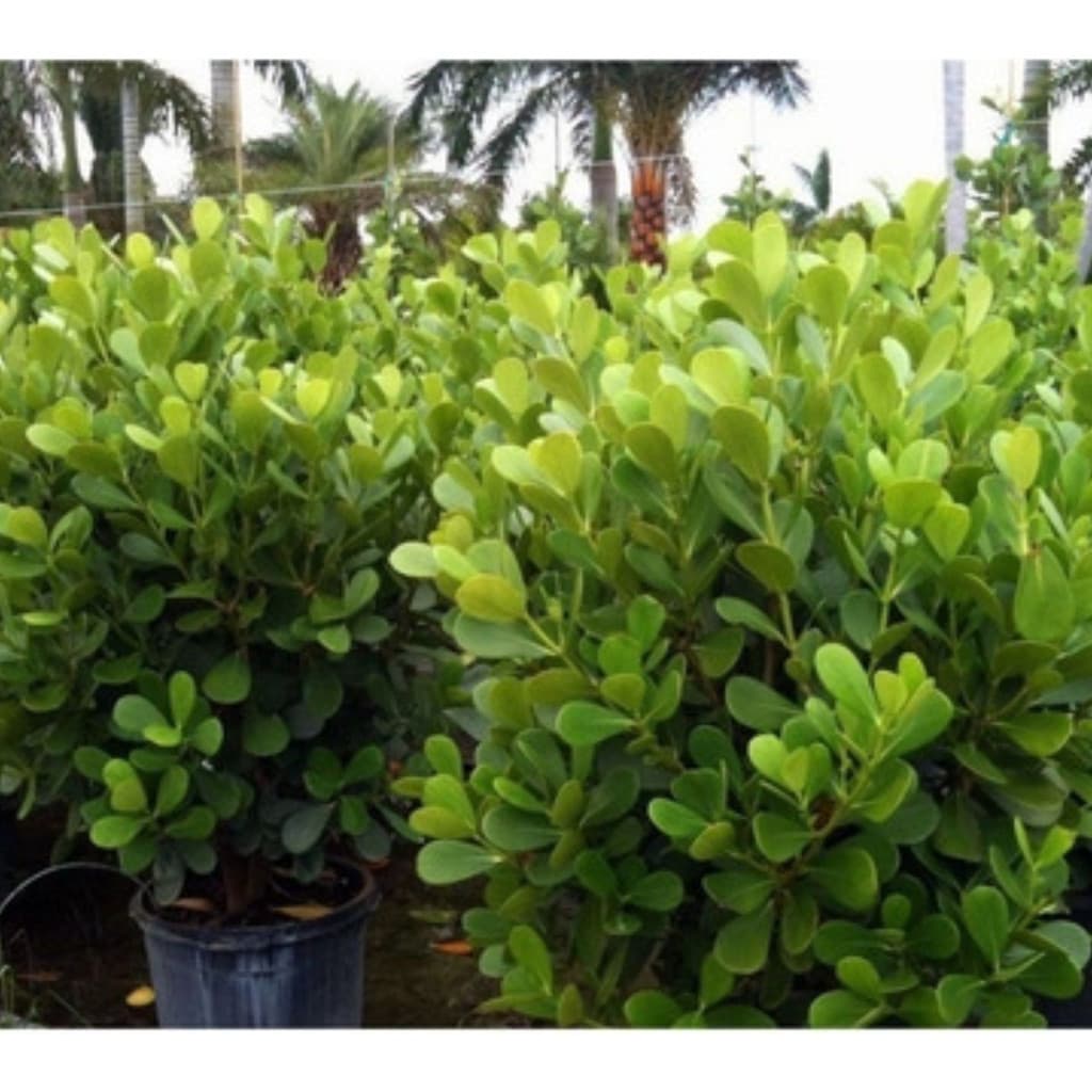 EXCLUSIVO 200 Sementes De Clusia Premium EXCLUSIVO