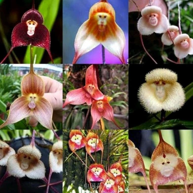 400 sements orquídea cara d macaco pra muda lI
