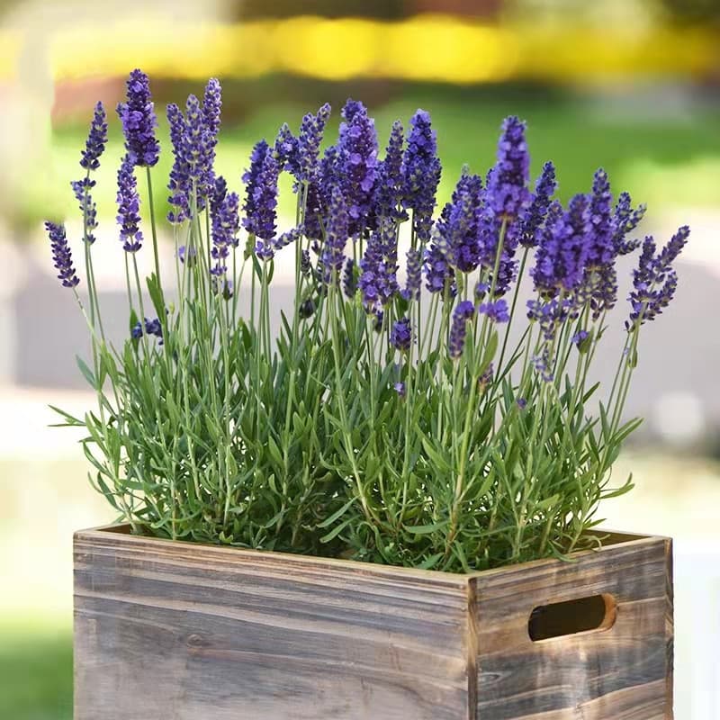 200 500 Sementes de Lavanda Perfumada para Plantio de Plantas Sementes de Flores Sementes de Lavanda para Jardinagem