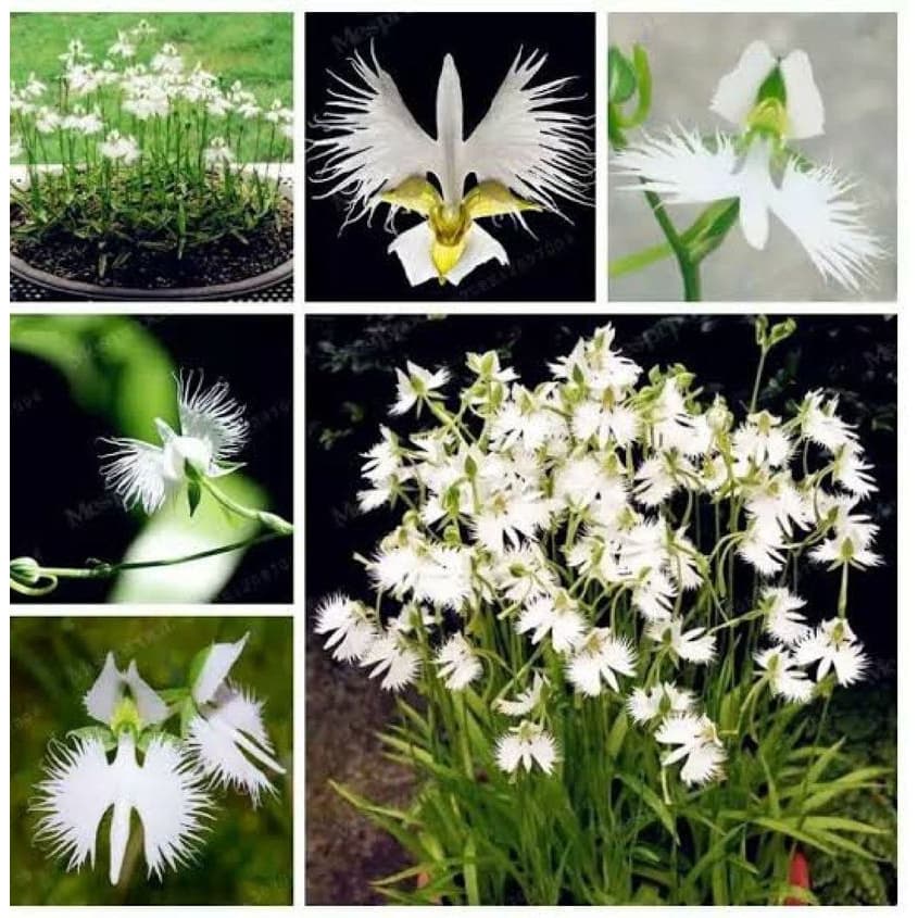200 sementes de orquídea pomba branca da paz ll