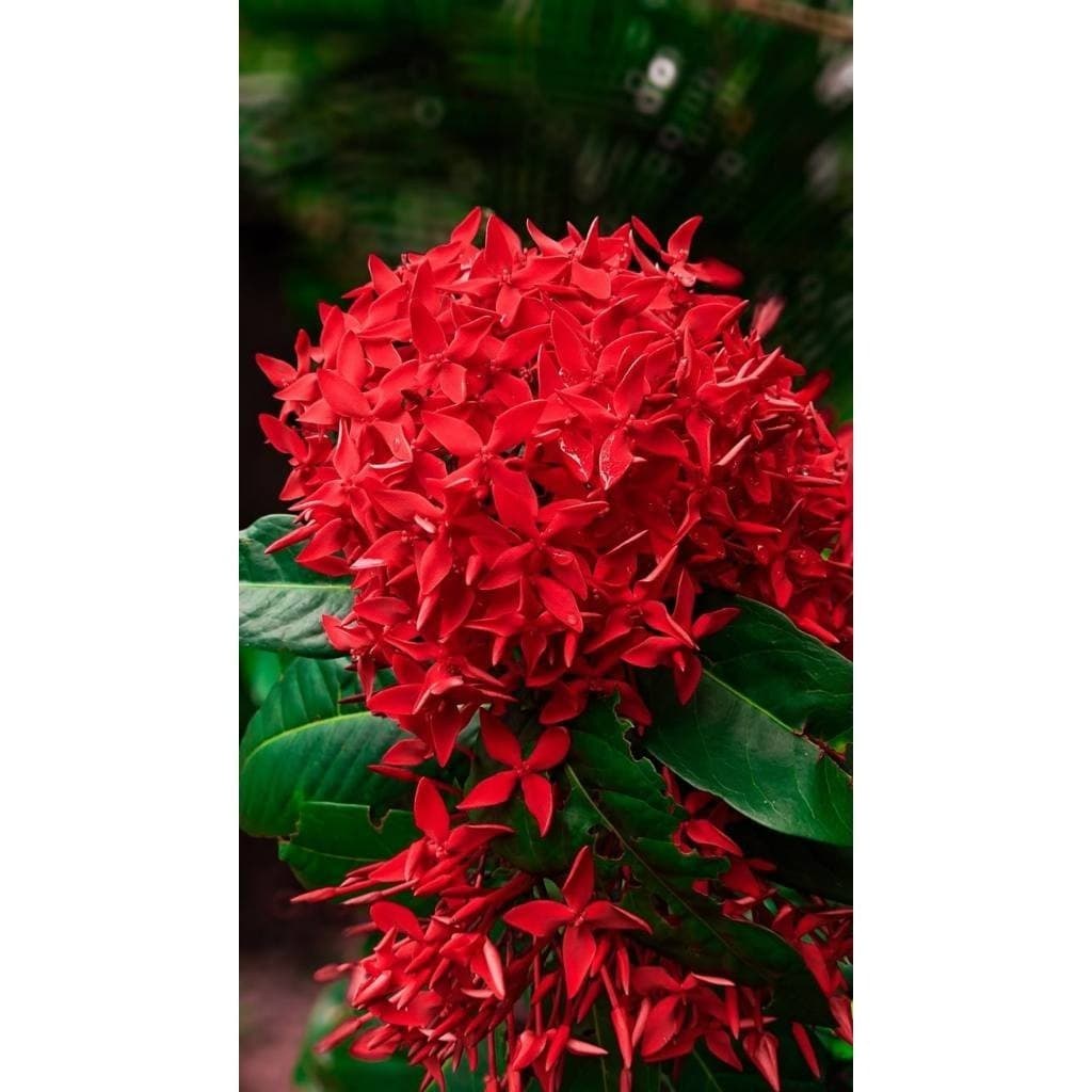 100 sementes ixora vermelha com manual de cultivo pronta entrega envio em 24h I