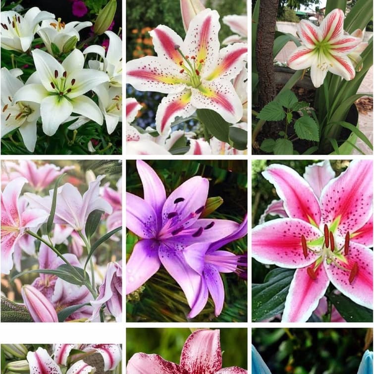 100 sementes de lírios pra fazer mudas ll