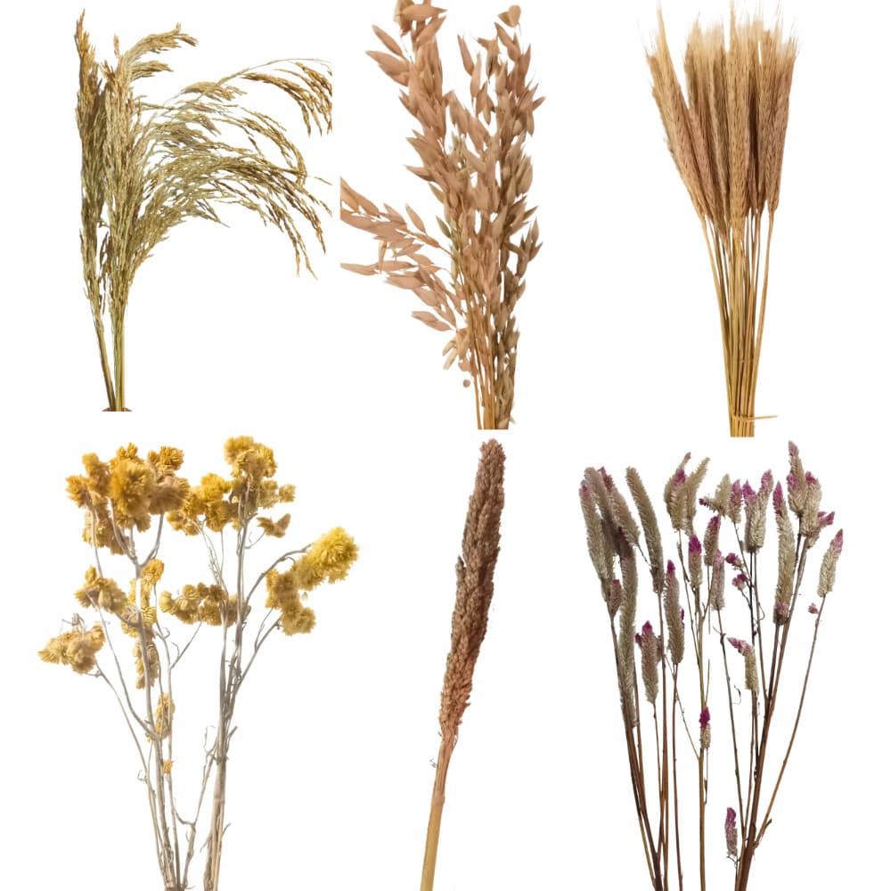 Kit Mix 6 Sprays Naturais p/ Terrário Hamster e Roedores – Aveia Arroz Celósia Marcela Sorgo Trigo