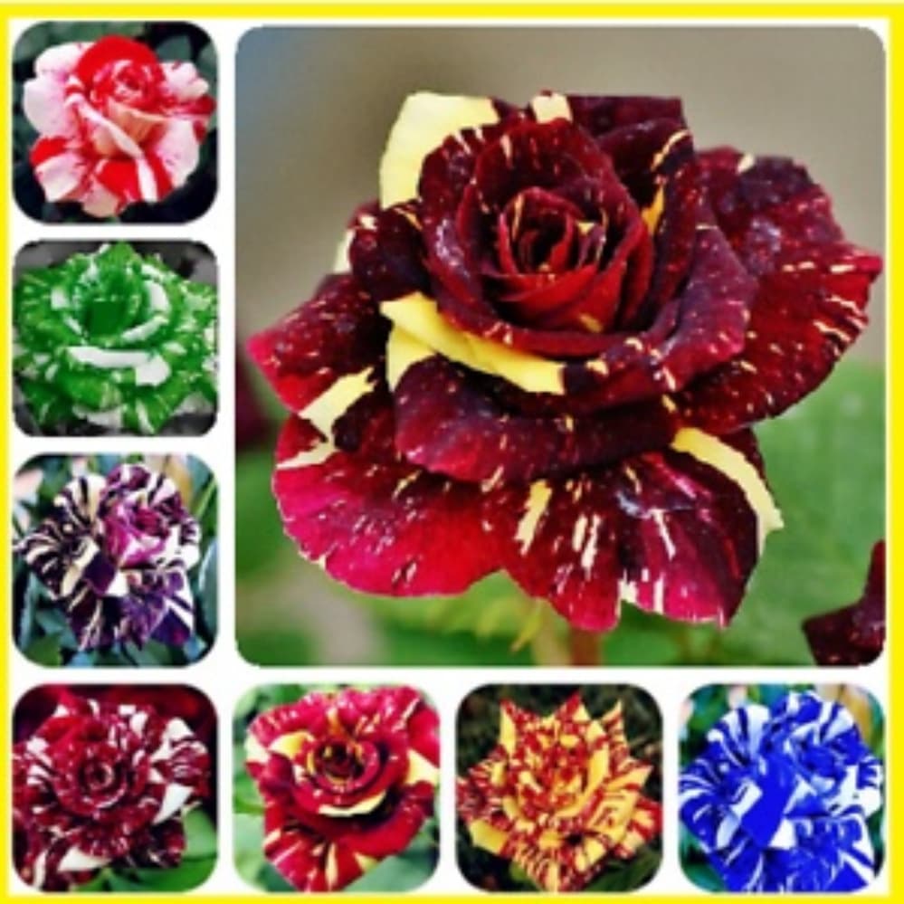 300 sementes rosas tigers sortidas com manual de cultivo e frete rápido ll