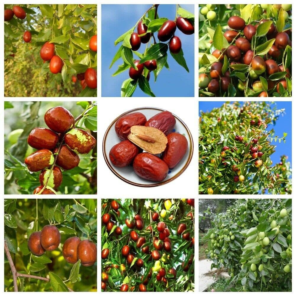 Pcs Ziziphus Jujuba 200 500 Sementes Plantas Árvores Frutíferas Tâmara Chinesa Jardim Beleza da Natureza