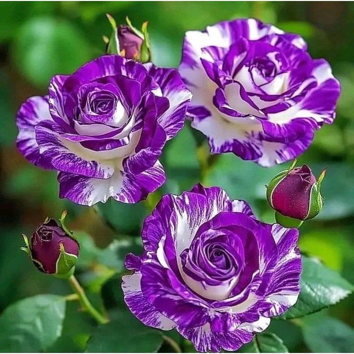 Rosa woodii (Rosa de Wood) - 100 sementes com manual de cultivo pronta entrega envio em 24h II