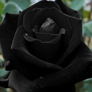 400 Sementes de Rosa Negra Rosas Raras com Manual de Cultivo Envio Rápido envio rápido