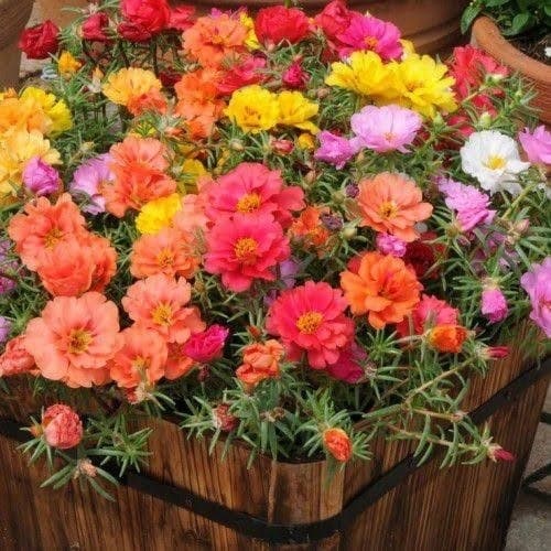 Sementes Onze Horas Dobradas hg