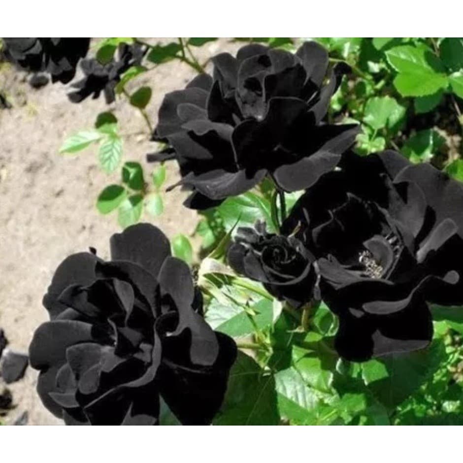 50 sementes de rosa negra rara