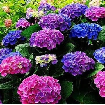 400 sements cores sortidas HORTÊNCIA Hydrangea macrophylla pra fazer muda II