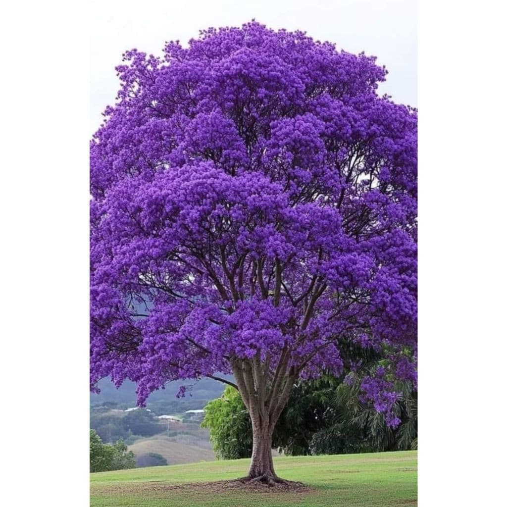 jacaranda roxo 100 Sementes de Com Manual de cultivo l