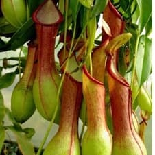 40 Sementes Planta Carnivora Nepenthes Viking pra fazer mudas T28 ll