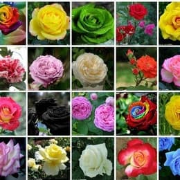 200 sementes de rosas mix de cores azul verde rosa amarela laranja e outras ll