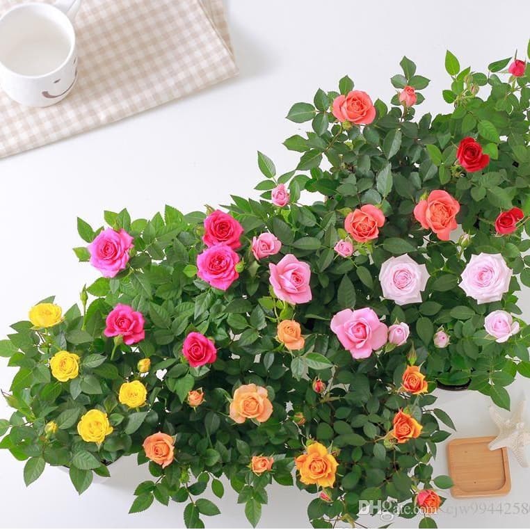 100 sementes de mini rosas cores diversas ll