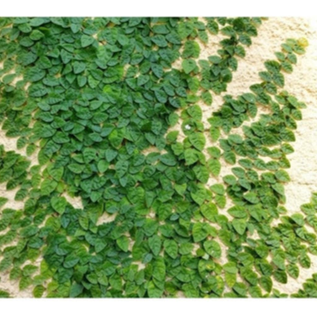 EXCLUSIVO 200 Sementes De Trepadeira Unha De Gato Premium ENVIO RAPIDO