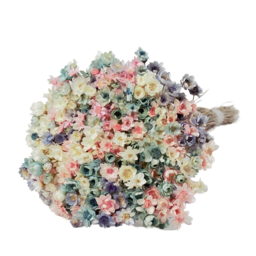 Planta Seca Sempre Viva Mix Cores Pastéis