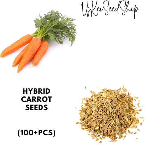 Sementes de Cenoura Diversas (cerca de 100 Grãos)