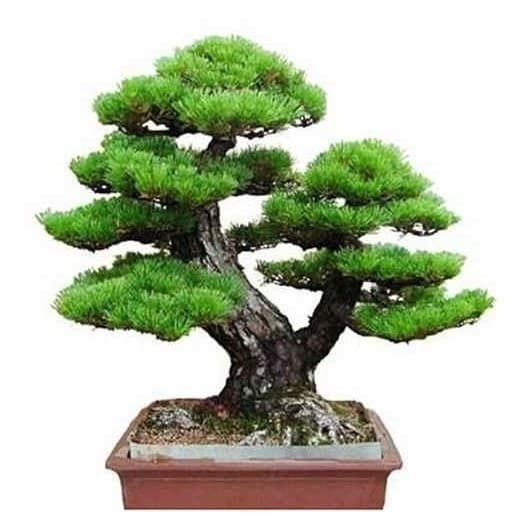 120 Sementes Pinheiro Japones Bonsai ll