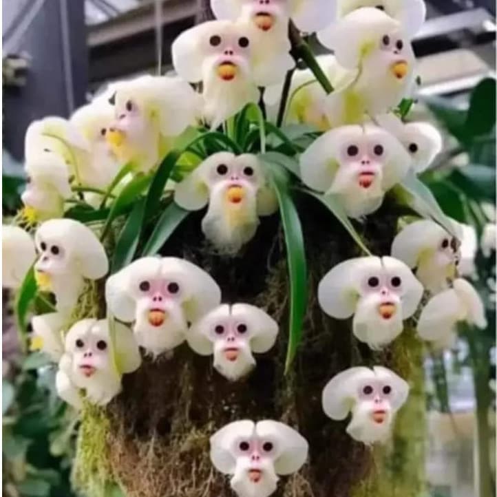 400 sementes da orquídea cara de mico frete rápido 7Y h