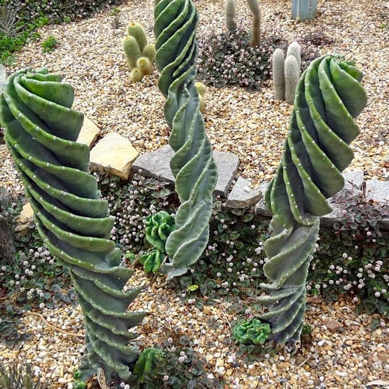 200 sementes raras de cactus parafuso c32 ll