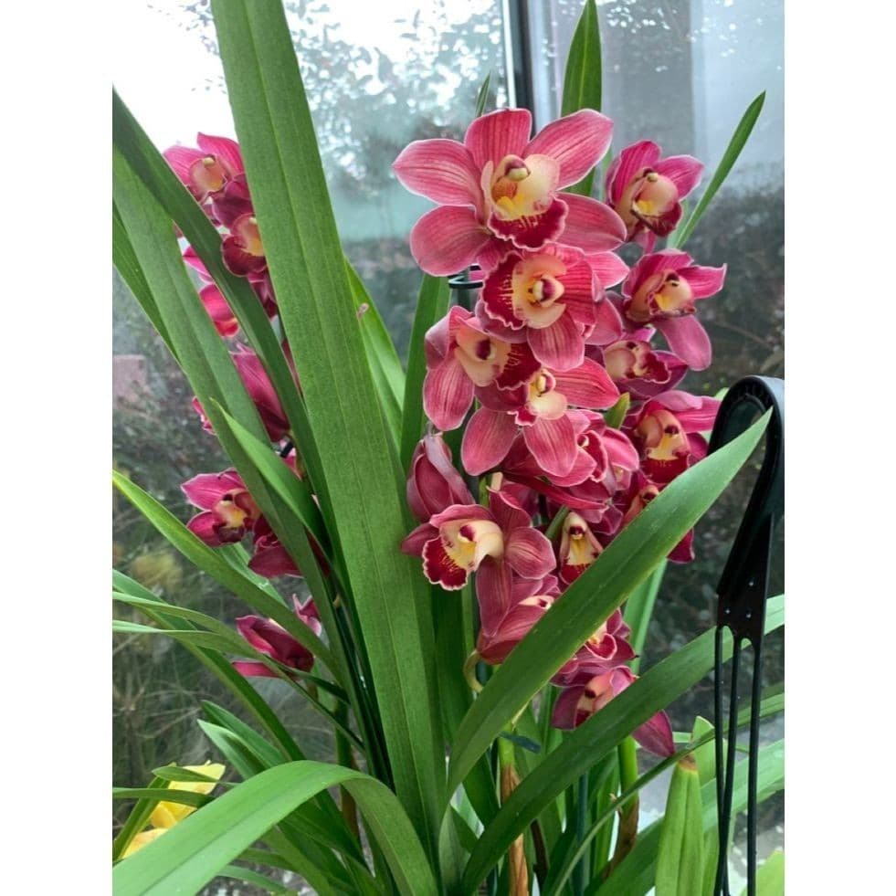 100 sementes orquidia cymbidium bordeux com manual de cultivo pronta entrega envio 24h I