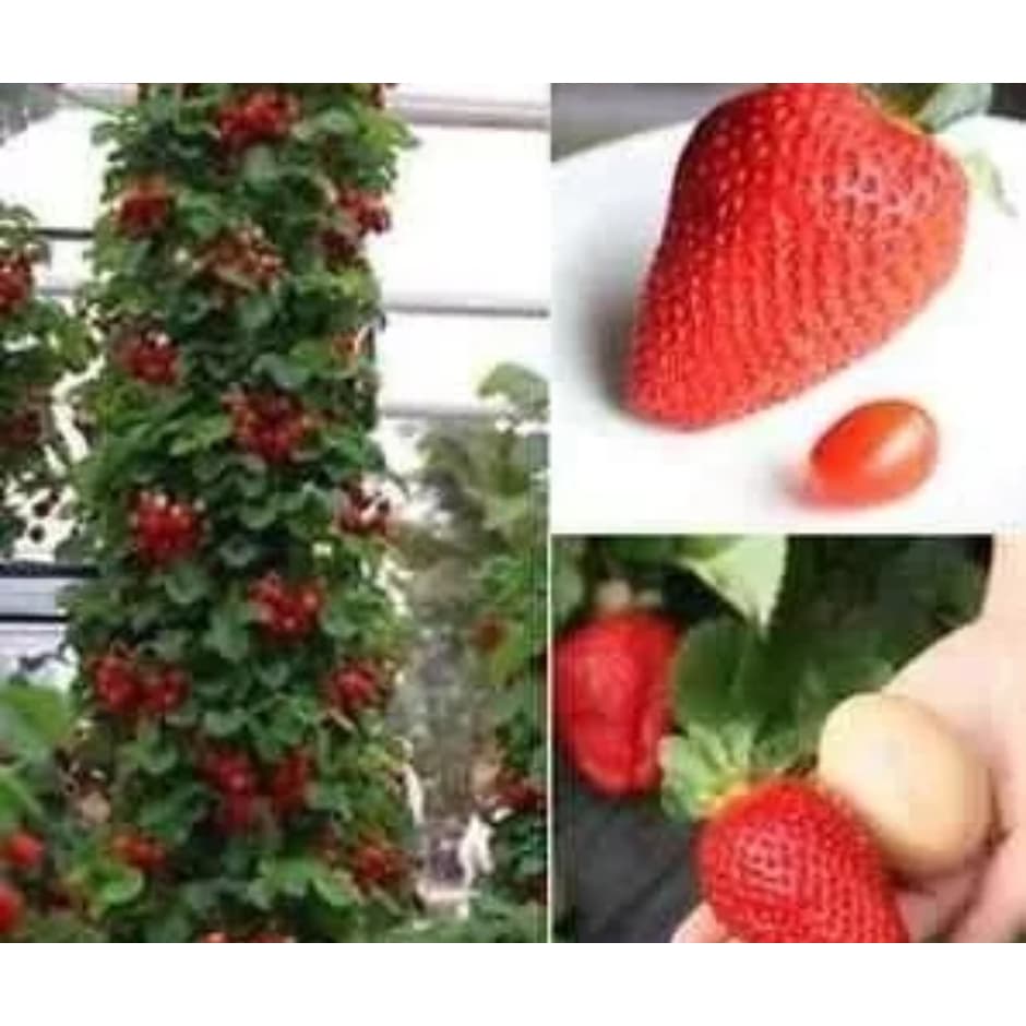 300 SEMENTES DE MORANGO TREPADOR ‘MOUNT EVEREST’ ll