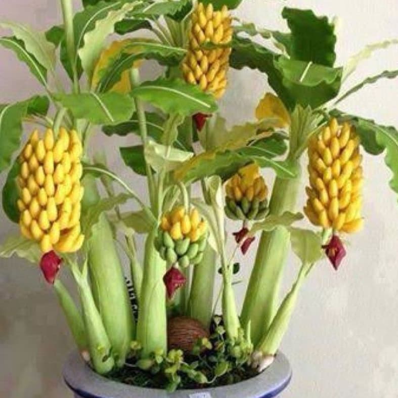 100  Sementes De Mini Bananeira Comestível Bonsai Menor Frete rápido