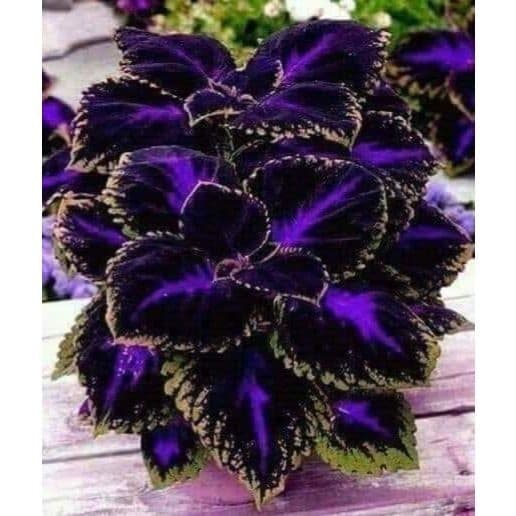 100 sementes colleus Dark Star com manual de cultivo pronta entrega envio em 24h l