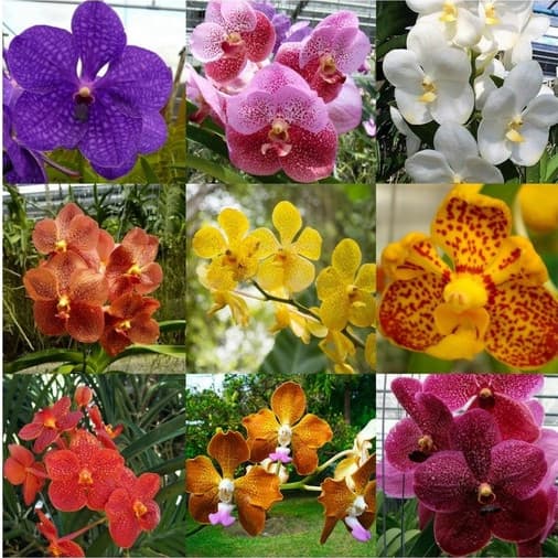 300 sementes tratadas de orquídeas pra vasos e jardins