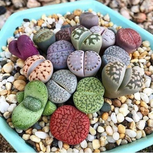 Lithops Mix Pacote com 50 Sementes Cactos Pedra Suculenta frete Rápido tr3 ll