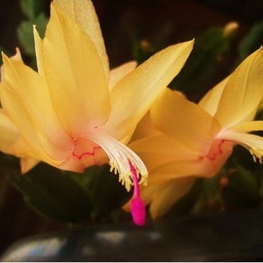 100 Sementes De Flor De Maio Cor amarela hy ll