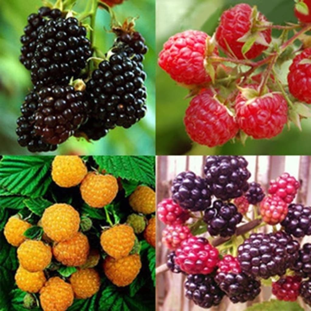 50 sementes raras e deliciosas de framboesa, sementes de mirtilo doce e suculenta, suprimentos de jardinagem