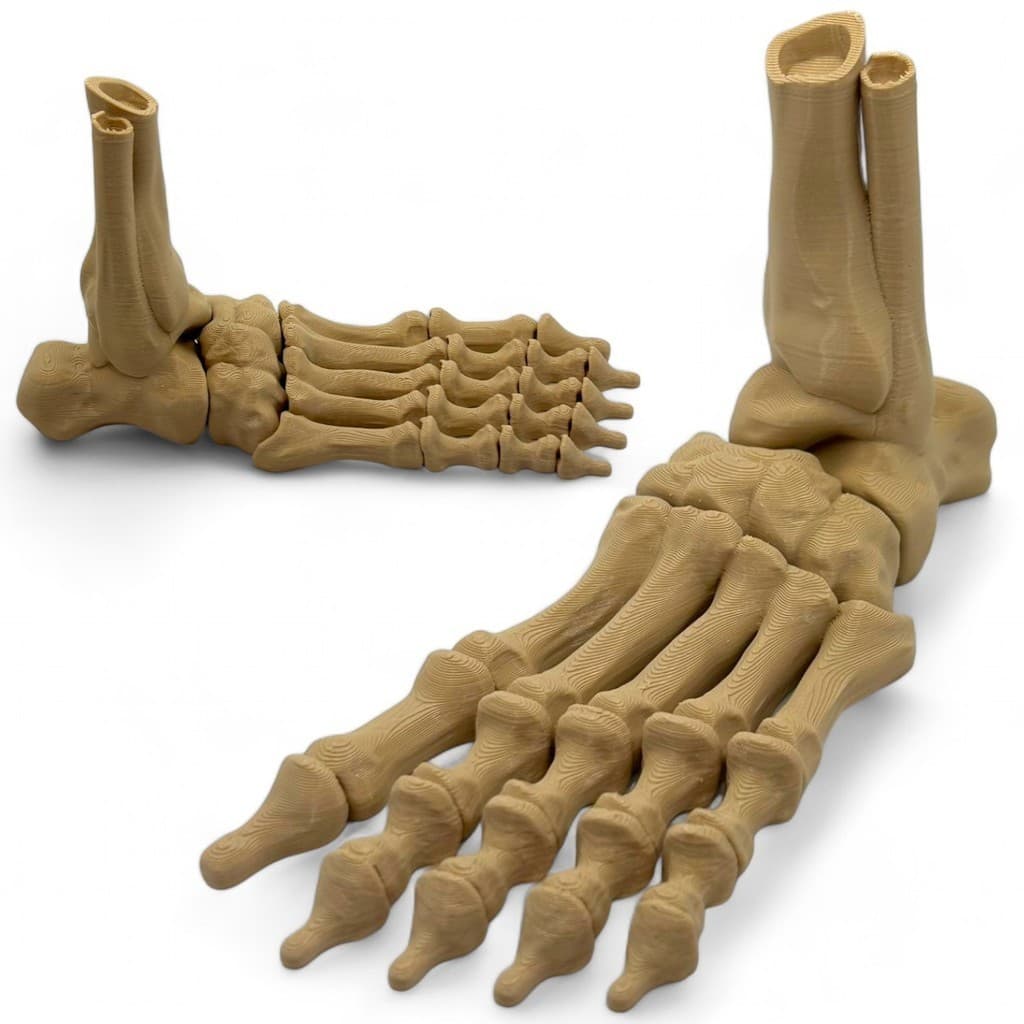Pé Esqueleto Articulado P/M/G Modelo Educacional Anatômico Pé Humano Realista Decoração Halloween