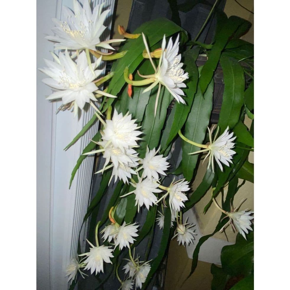 dama da noite 30 Sementes de Com Manual de Plantio pronta entrega despachamos seu pedido em 24h I