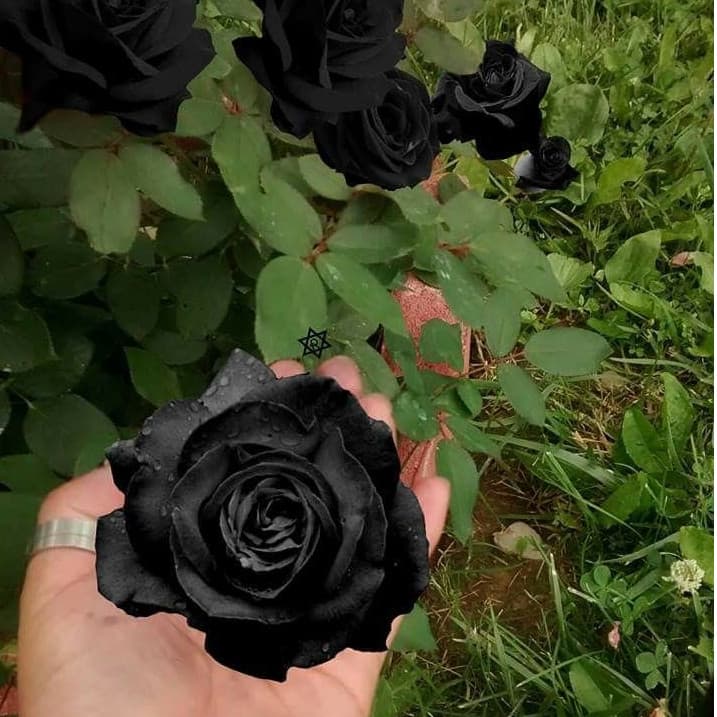 100 sementes de flor rosa negra pra fazer mudas