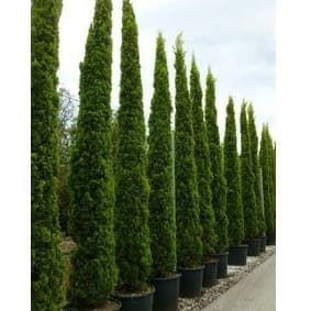 100 Sementes Cedro Cipreste Raro envio expresso com manual de cultivo frete Rápido