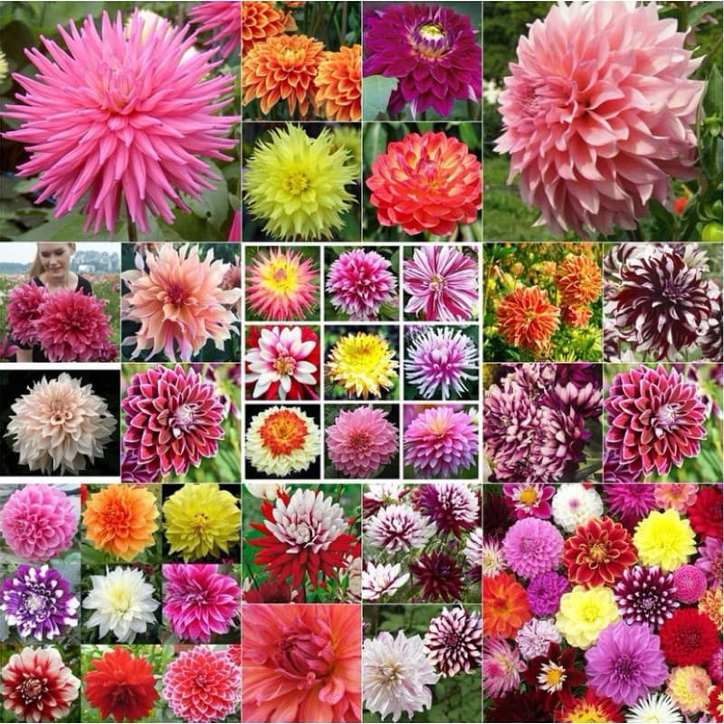 200 Sementes de Dália Gigante Cores Raras vx envio rápido