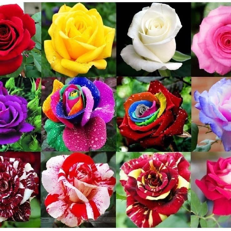 450 sementes de rosas coloridas pra fazer mudas y5 ll