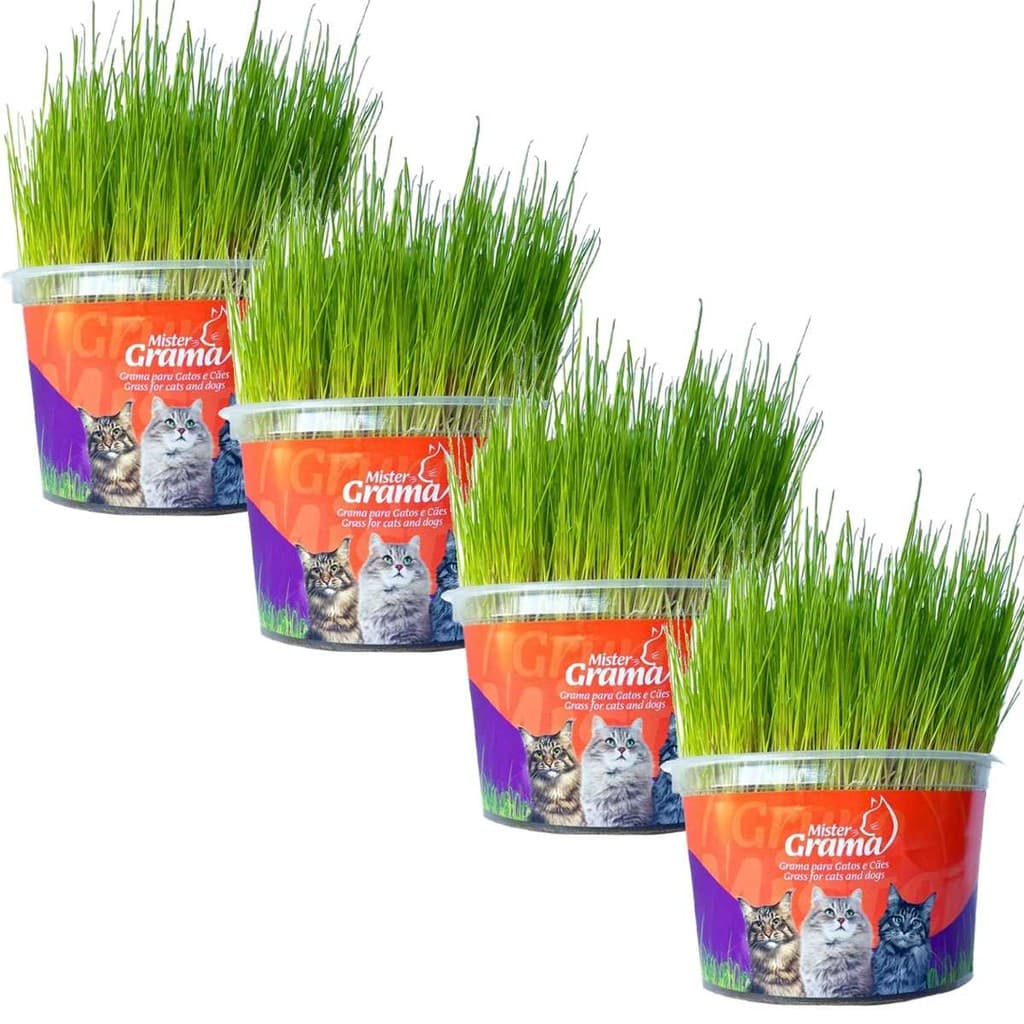 Kit 4 Graminhas Mister Para Gatos Digestão Saúde intestinal