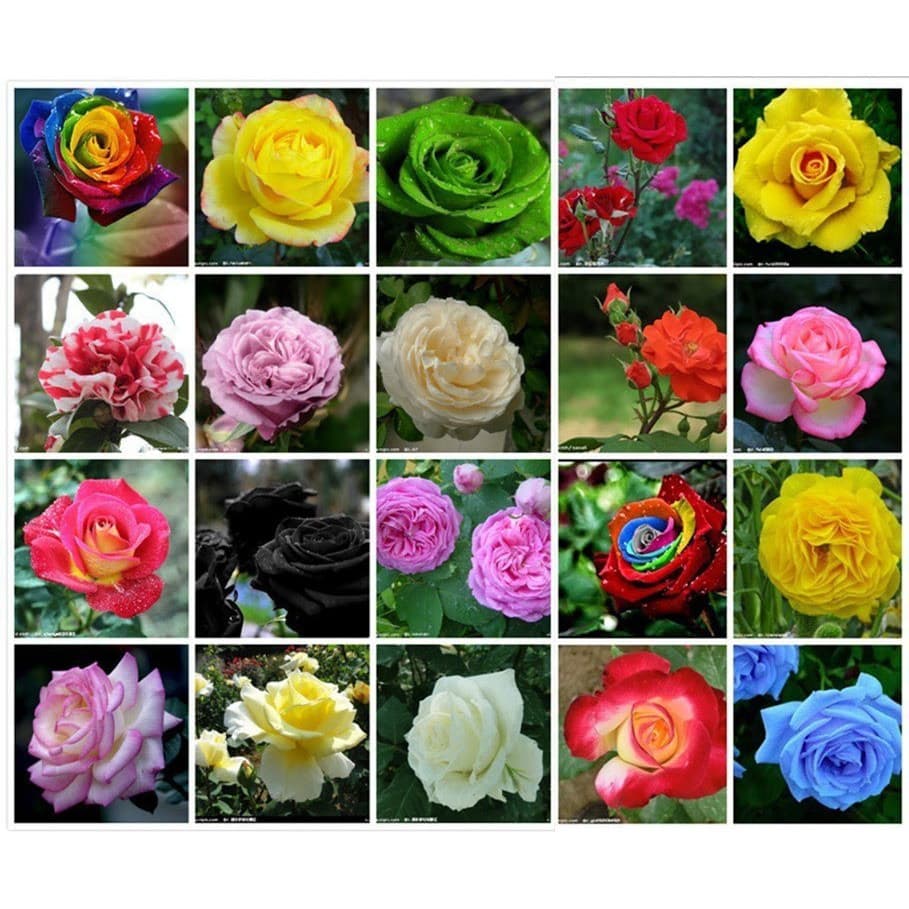 Kit 300 Sementes Rosas Exóticas E Coloridas - 20 Cores  - Jardim Decoração