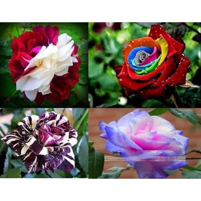 150 Sementes Sadias Rosas Raras Exóticas Kit 4 Cores +