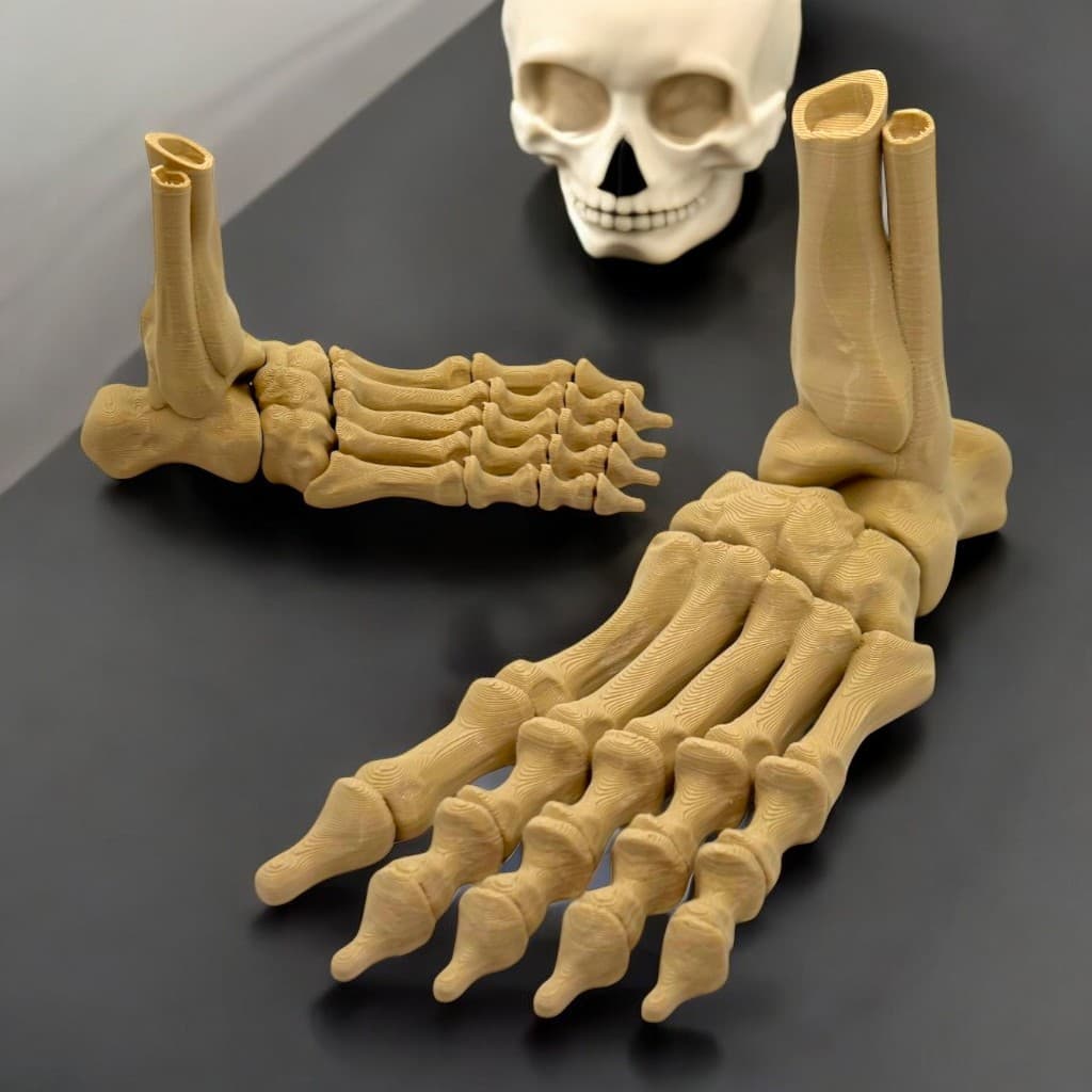 Pé Esqueleto Articulado – Modelo Anatômico Humano para Estudo ou Decoração de Halloween