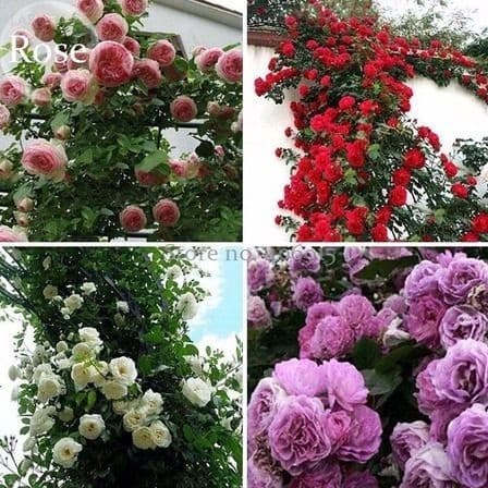 500 sementes de rosas trepadeiras coloridas ,pra fazer mudas ll