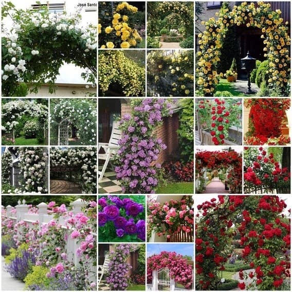 100 sementes de rosas trepadeiras coloridas