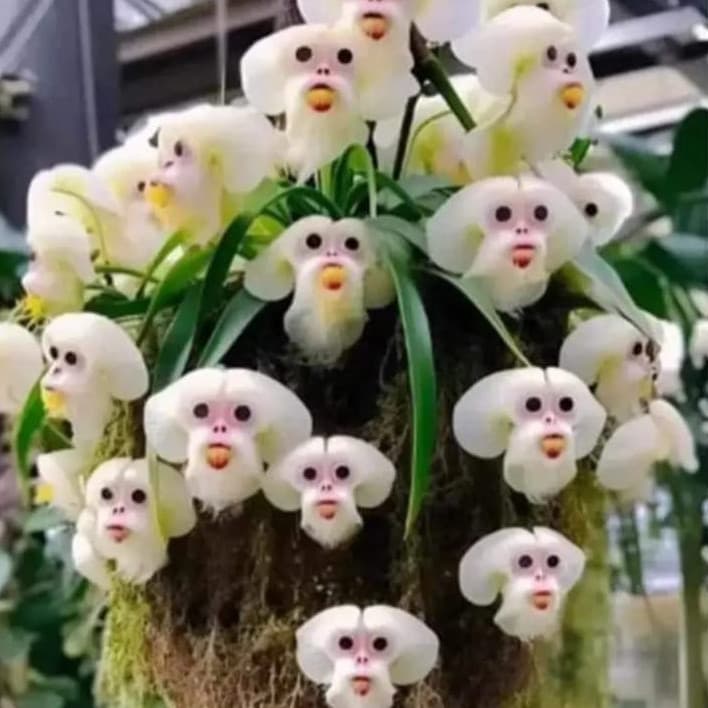 300 sementes da orquídea cara de macaco mini pra vaso k9 vx envio rápido